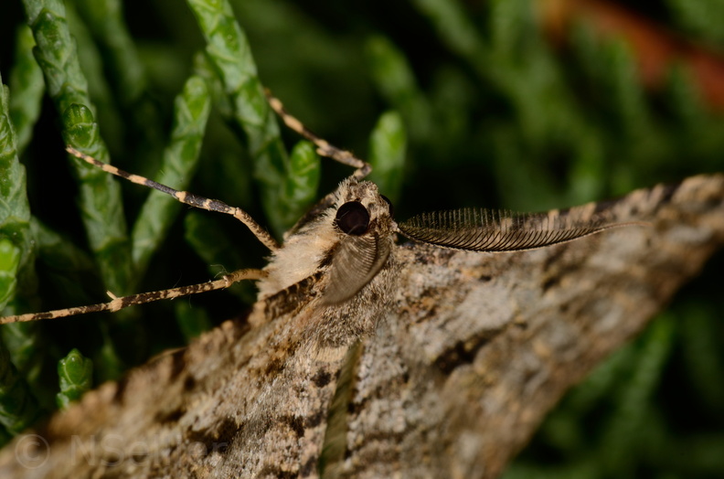 Chasse Aux Papillons - Marais d Yves - 11-09-2015 - Peribatodes rhomboidaria (89).JPG