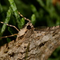 Peribatodes rhomboidaria