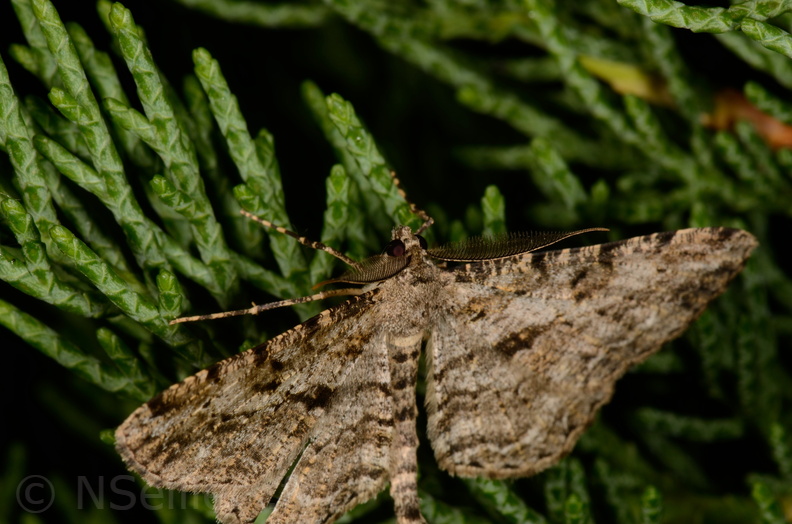 Chasse Aux Papillons - Marais d Yves - 11-09-2015 - Peribatodes rhomboidaria (90).JPG