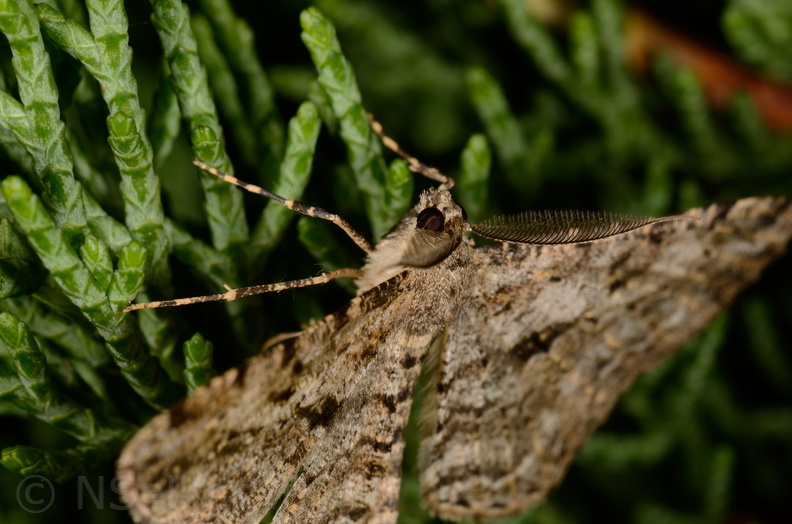 Chasse Aux Papillons - Marais d Yves - 11-09-2015 - Peribatodes rhomboidaria (91).JPG