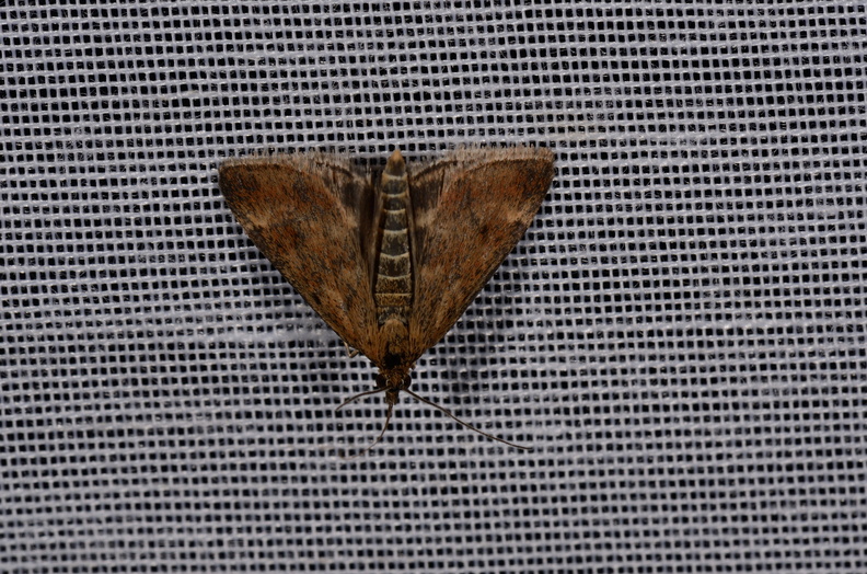 Chasse Aux Papillons - Marais d Yves - 11-09-2015 - Pyrausta despicata (13).JPG