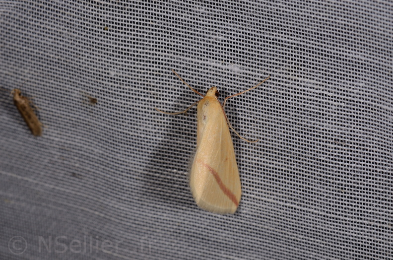 Chasse Aux Papillons - Marais d Yves - 11-09-2015 - Rhodometra sacraria (38).JPG