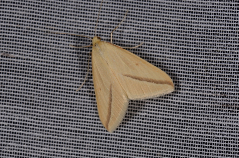 Chasse Aux Papillons - Marais d Yves - 11-09-2015 - Rhodometra sacraria (61).JPG