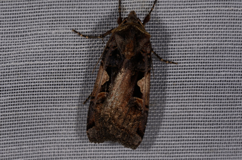 Chasse Aux Papillons - Marais d Yves - 11-09-2015 - Xestia c-nigrum (64).JPG