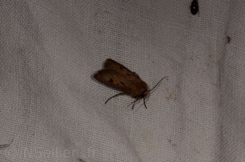 Chasse Aux Papillons - Marais d Yves - 08-06-2016 - Agrotis exclamationis (85).JPG