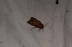 Agrotis exclamationis