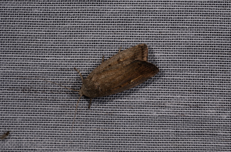 Chasse Aux Papillons - Marais d Yves - 08-06-2016 - Proxenus hospes (80).JPG