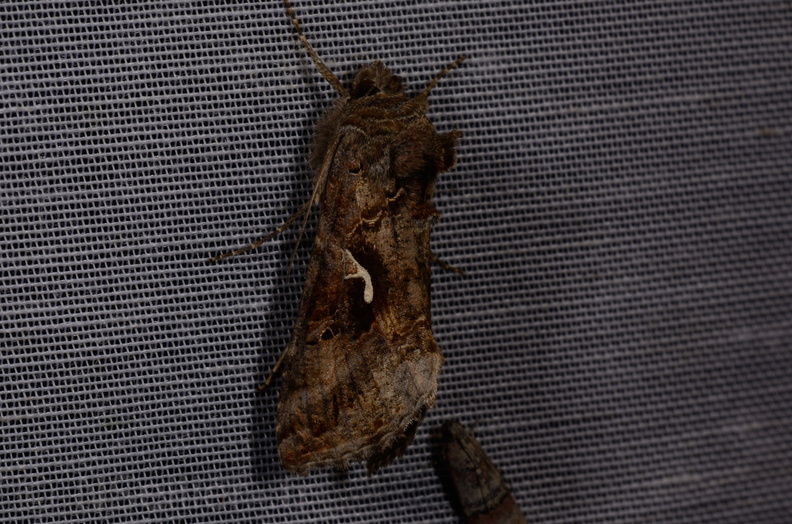 Chasse Aux Papillons - Marais d Yves - 08-06-2016 - Autographa gamma (12).JPG
