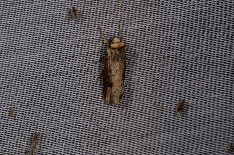 Chasse Aux Papillons - Marais d Yves - 08-06-2016 - Axylia putris (25).JPG