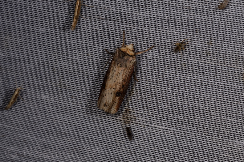 Chasse Aux Papillons - Marais d Yves - 08-06-2016 - Axylia putris (48).JPG