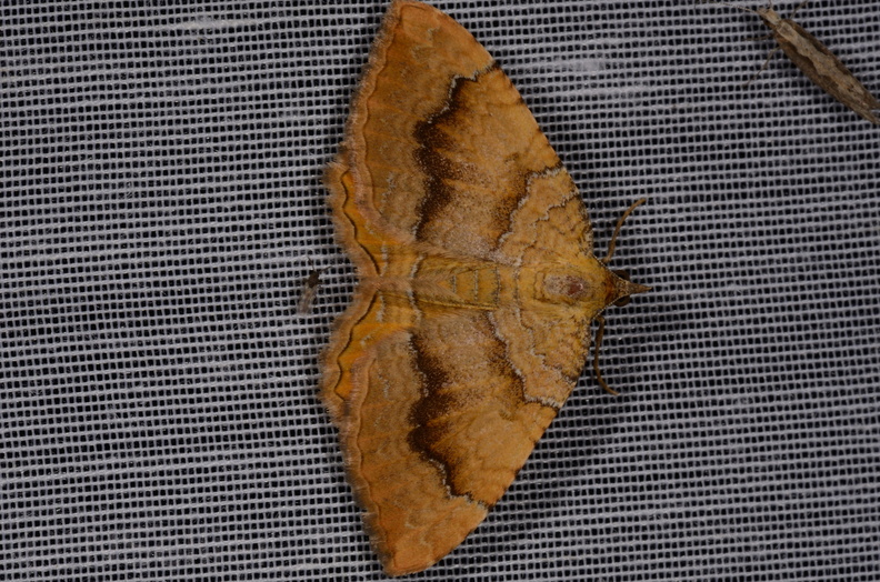Chasse Aux Papillons - Marais d Yves - 08-06-2016 - Camptogramma bilineata (55).JPG