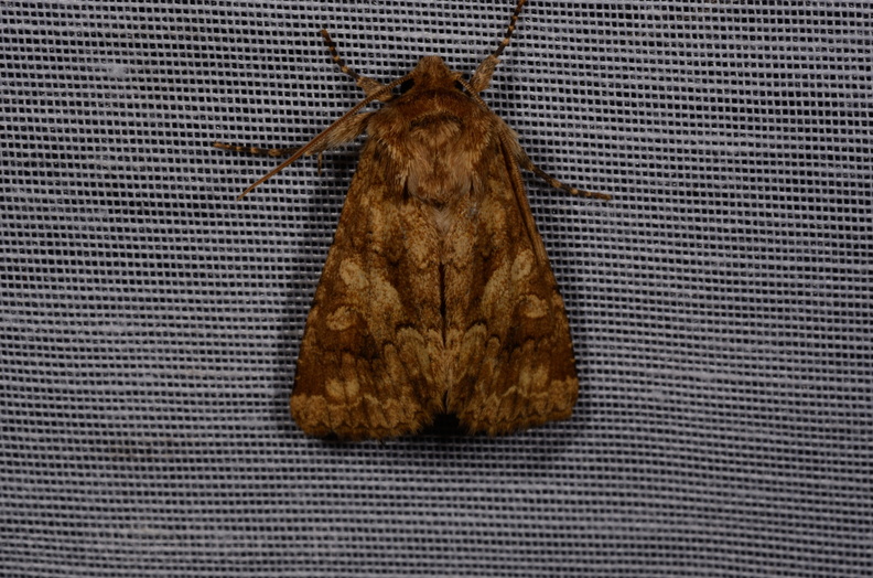 Chasse Aux Papillons - Marais d Yves - 08-06-2016 - Conisania luteago (24).JPG