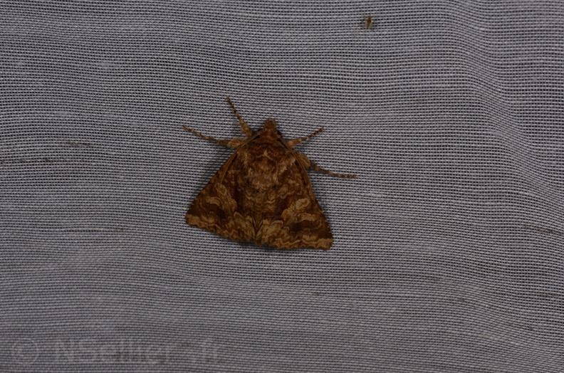 Chasse Aux Papillons - Marais d Yves - 08-06-2016 - Conisania luteago (73).JPG