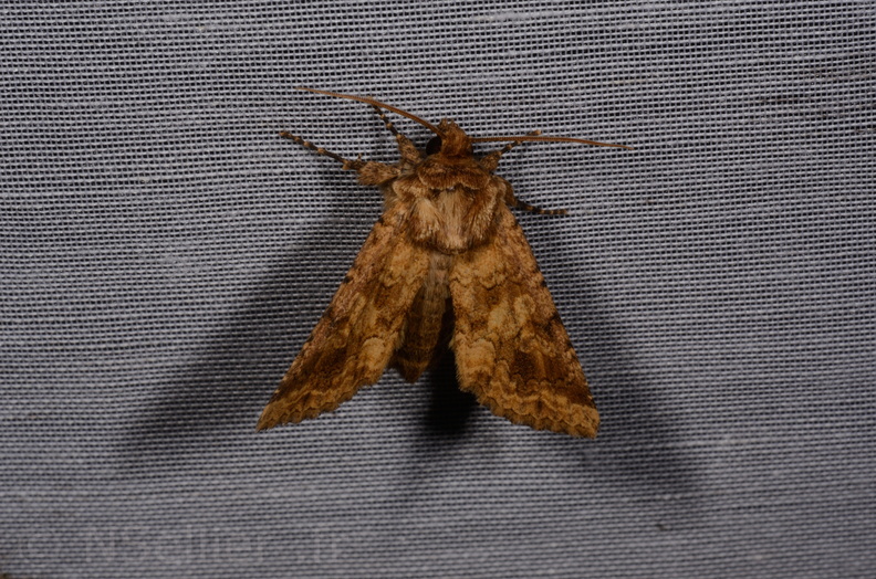 Chasse Aux Papillons - Marais d Yves - 08-06-2016 - Conisania luteago (79).JPG