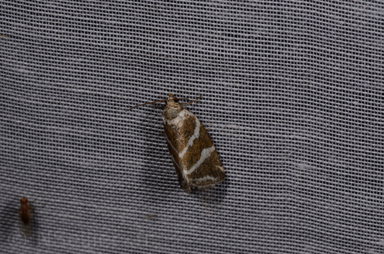 Chasse Aux Papillons - Marais d Yves - 08-06-2016 - Deltote bankiana (36).JPG