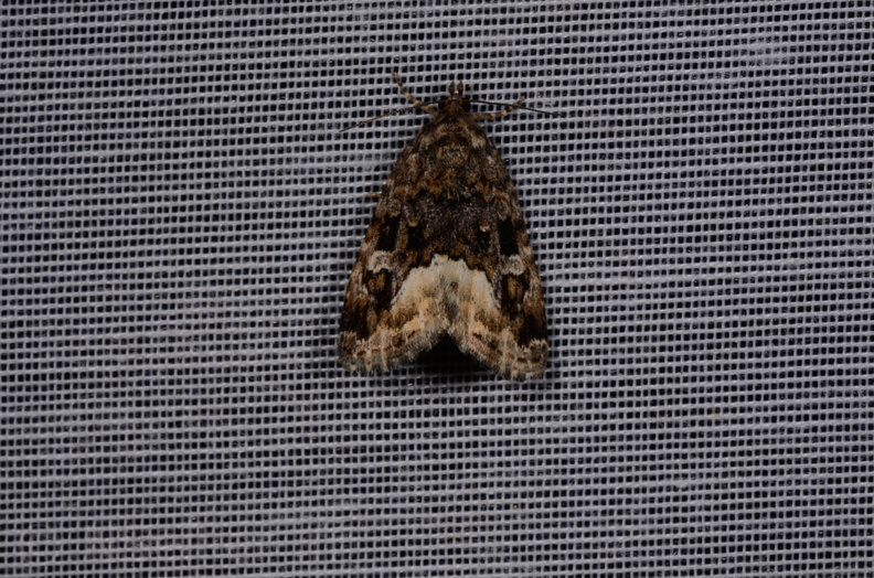 Chasse Aux Papillons - Marais d Yves - 08-06-2016 - Deltote pygarga (39).JPG