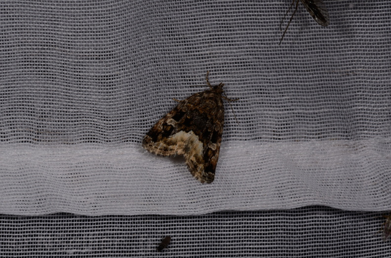 Chasse Aux Papillons - Marais d Yves - 08-06-2016 - Deltote pygarga (45).JPG