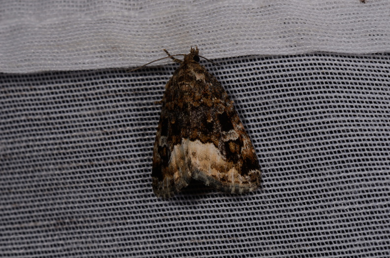 Chasse Aux Papillons - Marais d Yves - 08-06-2016 - Deltote pygarga (69).JPG