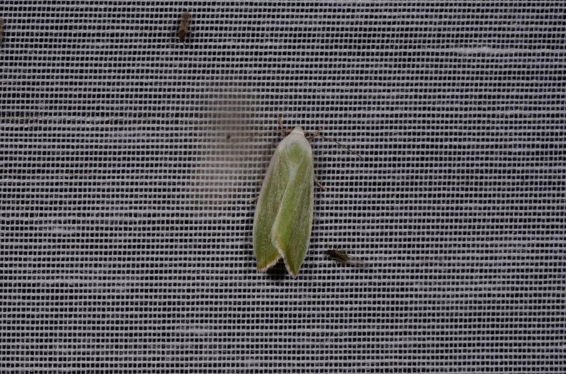 Chasse Aux Papillons - Marais d Yves - 08-06-2016 - Earias clorana (70).JPG