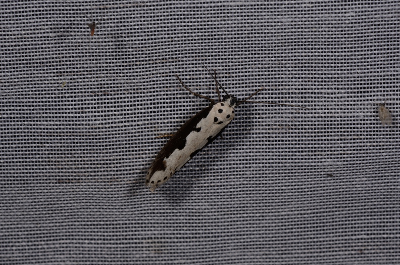 Chasse Aux Papillons - Marais d Yves - 08-06-2016 - Ethmia bipunctella (34).JPG