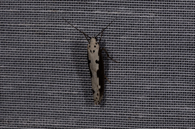 Chasse Aux Papillons - Marais d Yves - 08-06-2016 - Ethmia bipunctella (40).JPG