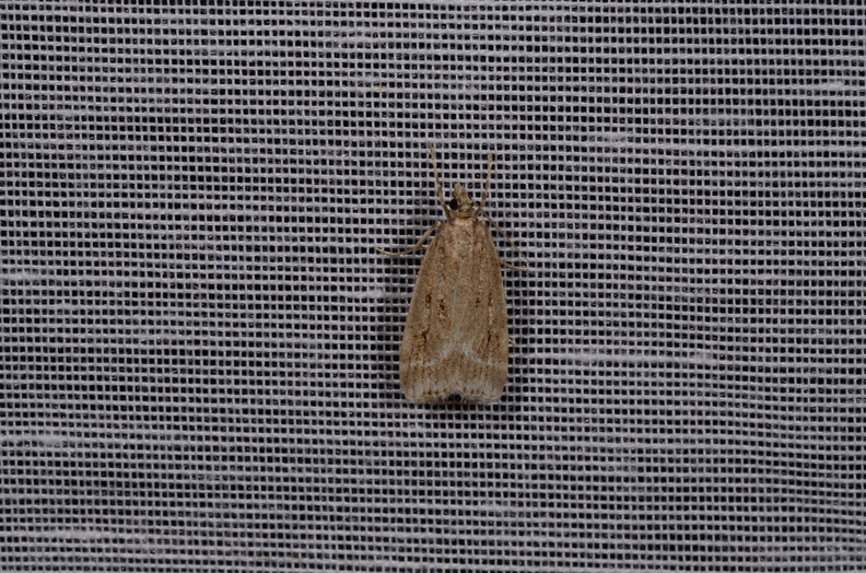 Chasse Aux Papillons - Marais d Yves - 08-06-2016 - Eudonia pallida (87).JPG