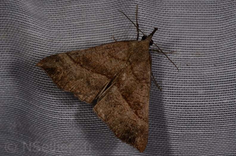 Chasse Aux Papillons - Marais d Yves - 08-06-2016 - Hypena proboscidalis (51).JPG