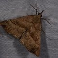 Hypena proboscidalis
