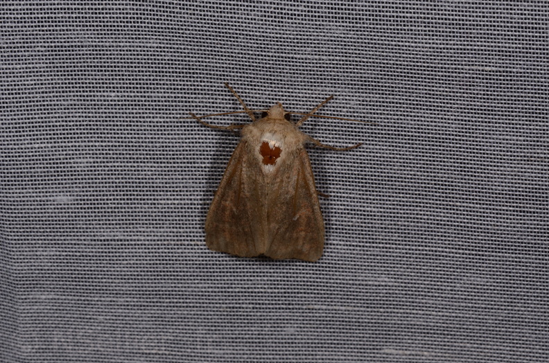 Chasse Aux Papillons - Marais d Yves - 08-06-2016 - Mythimna ferrago (75).JPG