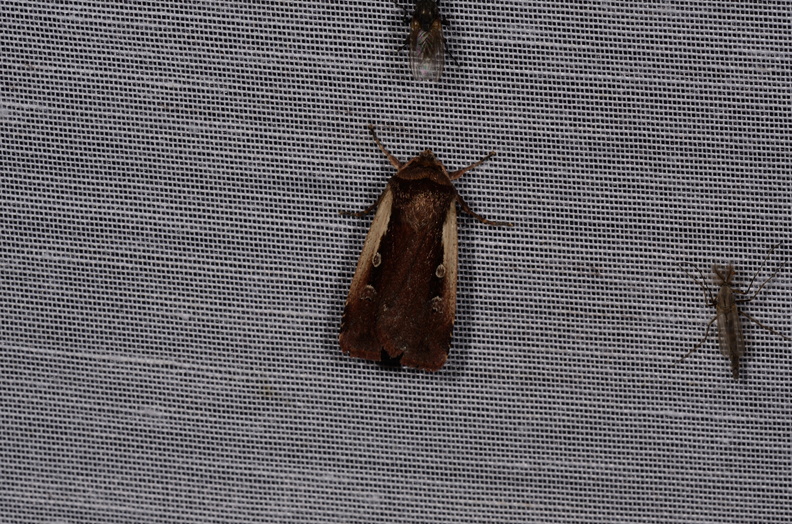 Chasse Aux Papillons - Marais d Yves - 08-06-2016 - Ochropleura plecta (4).JPG