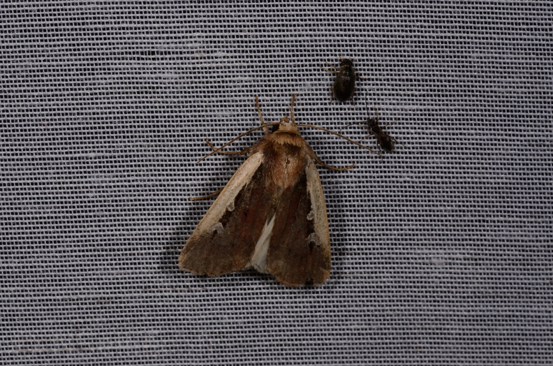 Chasse Aux Papillons - Marais d Yves - 08-06-2016 - Ochropleura plecta (11).JPG