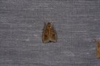 Udea ferrugalis