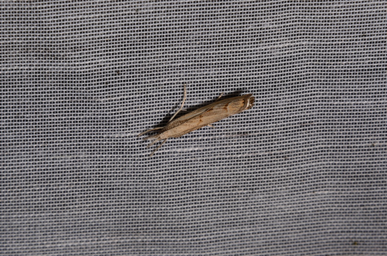 Chasse Aux Papillons - Marais d Yves - 06-09-2016 - Agriphila inquinatella (29).JPG