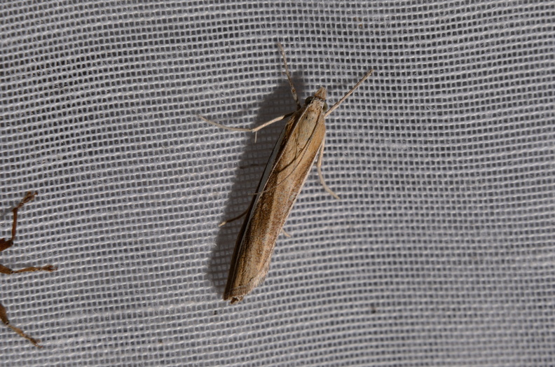 Chasse Aux Papillons - Marais d Yves - 06-09-2016 - Agriphila tristella (5).JPG