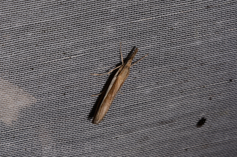 Chasse Aux Papillons - Marais d Yves - 06-09-2016 - Agriphila tristella (70).JPG