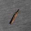 Agriphila tristella