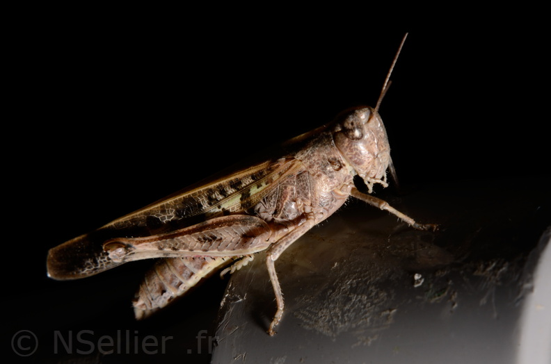 Chasse Aux Papillons - Marais d Yves - 06-09-2016 - Aiolopus strepens (21).JPG