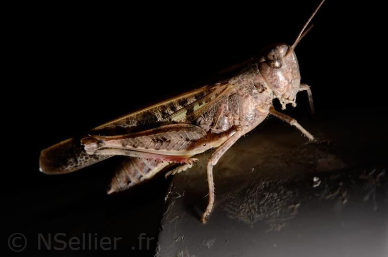 Chasse Aux Papillons - Marais d Yves - 06-09-2016 - Aiolopus strepens (22).JPG