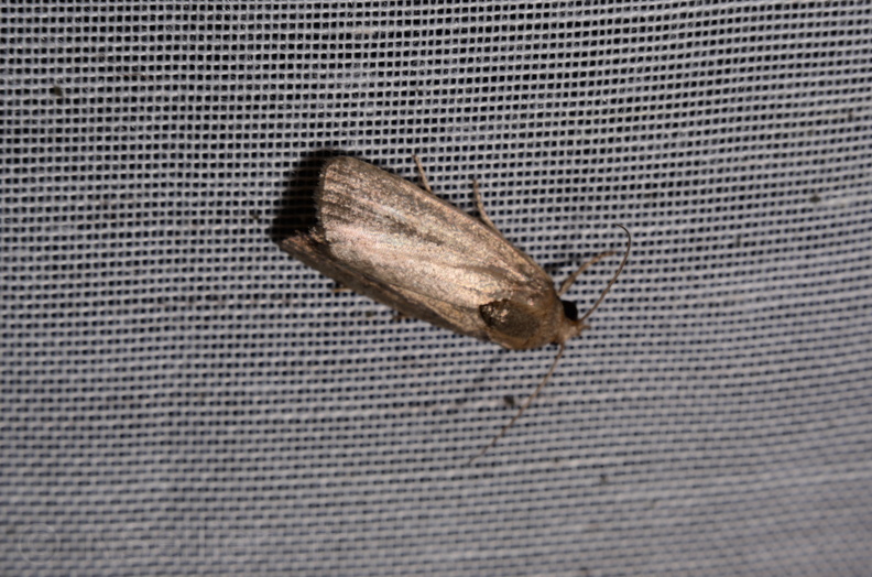 Chasse Aux Papillons - Marais d Yves - 06-09-2016 - Proxenus hospes (26).JPG