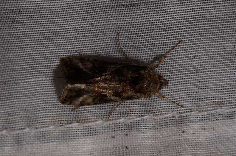 Autographa gamma