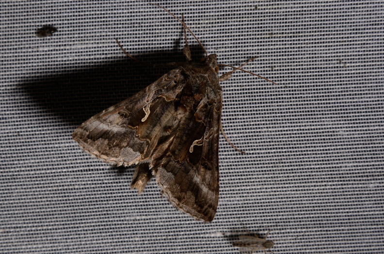 Chasse Aux Papillons - Marais d Yves - 06-09-2016 - Autographa gamma (62).JPG