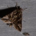 Autographa gamma