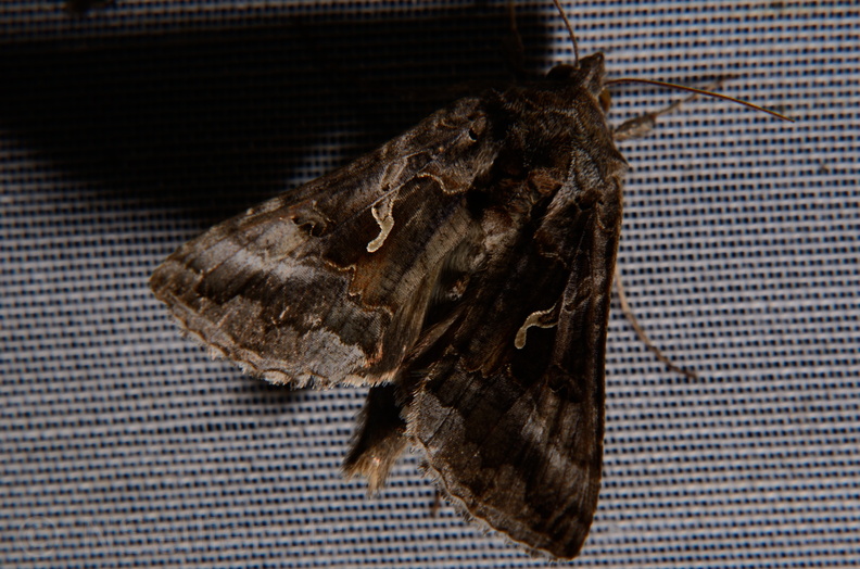 Chasse Aux Papillons - Marais d Yves - 06-09-2016 - Autographa gamma (63).JPG