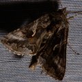 Autographa gamma