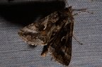 Autographa gamma