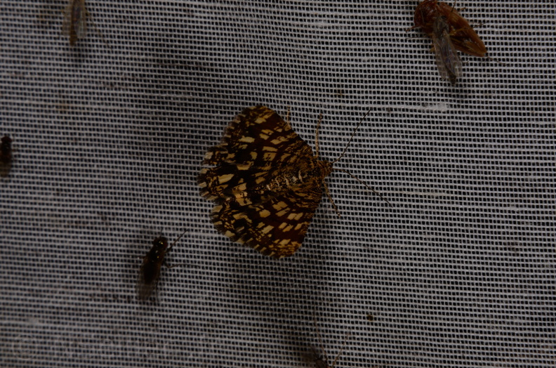 Chasse Aux Papillons - Marais d Yves - 06-09-2016 - Chiasmia clathrata (102).JPG