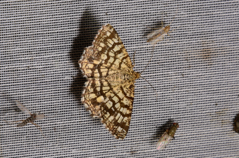 Chasse Aux Papillons - Marais d Yves - 06-09-2016 - Chiasmia clathrata (103).JPG
