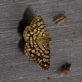 Chiasmia clathrata