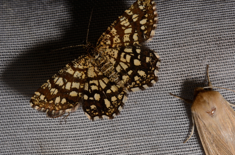Chasse Aux Papillons - Marais d Yves - 06-09-2016 - Chiasmia clathrata (105).JPG