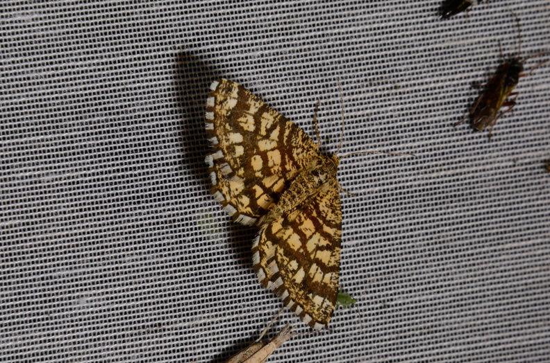 Chasse Aux Papillons - Marais d Yves - 06-09-2016 - Chiasmia clathrata (106).JPG